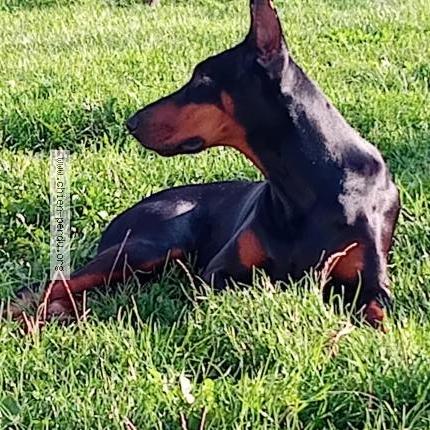 Photo 1/1 Bella Chien lost in Coulombiers