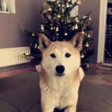 Picture of dog lost at Cabries