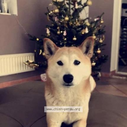 Photo 1/1 Grillotte Chien lost in Cabries