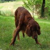 Picture of dog lost at Les Pechs Du Vers