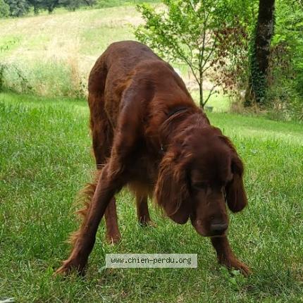 Photo 1/3 Jack Chien lost in Les pechs du vers