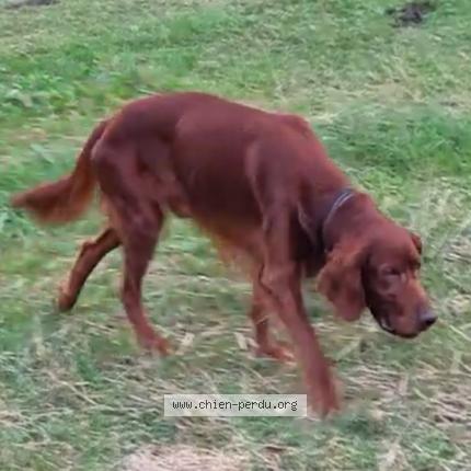 Photo 2/3 Jack Chien lost in Les pechs du vers