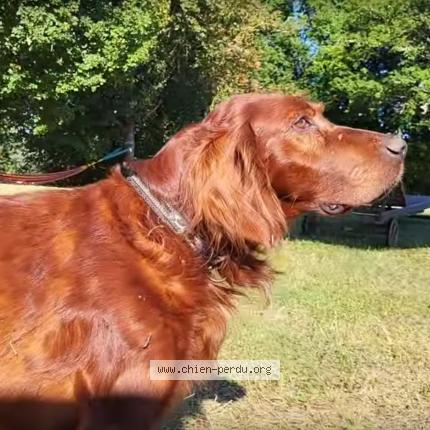 Photo 3/3 Jack Chien lost in Les pechs du vers