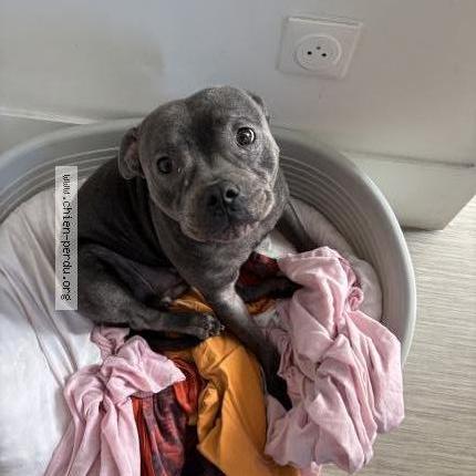 Photo 1/1 Daisy Chien lost in Paris