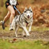 Picture of dog lost at Rives Du Couesnon