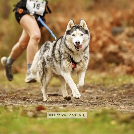 Photo 1/1 Maya Chien lost in Rives du couesnon