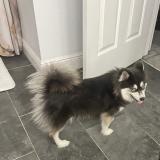 Picture of dog lost at Riverview