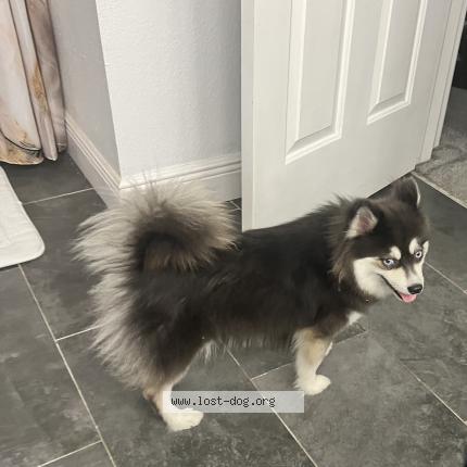 Photo 1/1 Luna Chien lost in Riverview