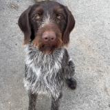 Picture of dog lost at Chatellerault