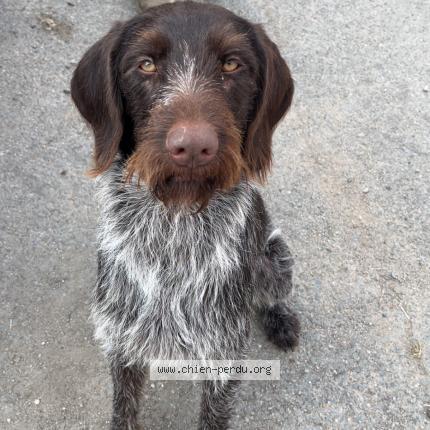 Photo 1/1 Vyctoire Chien lost in Chatellerault