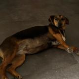 Picture of dog lost at Echemire Bauge En Anjou