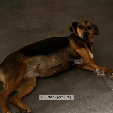 Photo 1/1 MILKA Chien lost in Echemire bauge en anjou