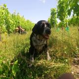 Picture of dog lost at Libourne