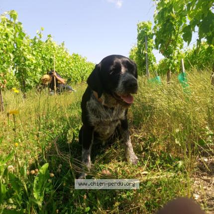 Photo 1/1 Roumie Chien lost in Libourne