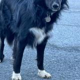 Picture of dog found at Saint Gervais