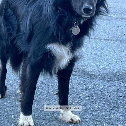 Photo 1/1 Found dog Found in Saint gervais