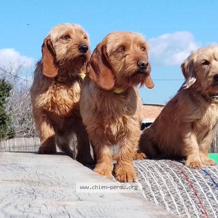 Photo 1/1 PERLA Chien lost in Vilanova de la muga