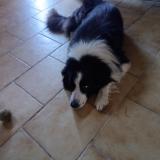 Picture of dog found at Arzacq Arraziguet