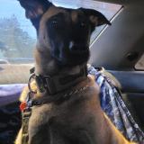 Picture of dog lost at Saint Calixte