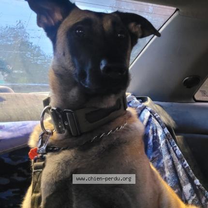 Photo 1/1 Chewy Chien lost in Saint calixte