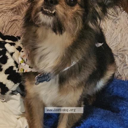 Photo 1/1 Reunited dog Lost in Hoffman Estates 60169