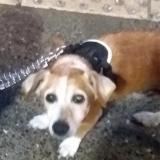 Picture of dog lost at Nice