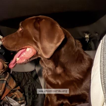 Photo 1/1 Reunited dog Found in Roxton Pond