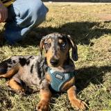 Picture of dog lost at Lunel