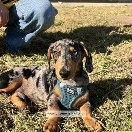 Photo 1/1 serge Chien lost in Lunel