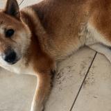 Picture of dog lost at Perpignan