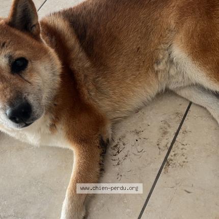 Photo 1/1 Jango Chien lost in Perpignan