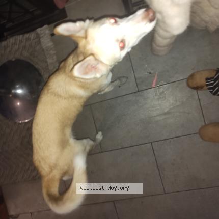 Photo 1/1 Found dog Found in Las vegas