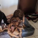 Picture of dog lost at Saint Nazaire