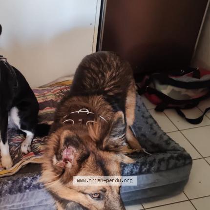 Photo 1/1 Kanelle Chien lost in Saint nazaire