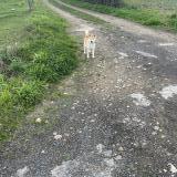 Picture of dog found at Quelaines