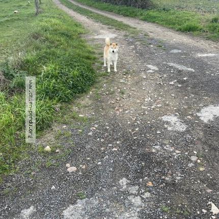 Photo 1/1 Dog reunited Found in Quelaines