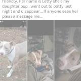 Picture of dog lost at Myrtle Beach