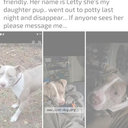 Photo 1/1 Letty Chien lost in Myrtle beach