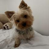 Picture of dog lost at Heumont