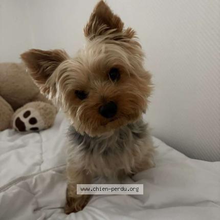 Photo 1/1 SHADOW Chien lost in Heumont