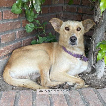 Photo 1/1 Found dog Found in Quilmes