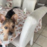 Picture of dog lost at Tampa