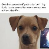 Picture of dog lost at Amorots Succos