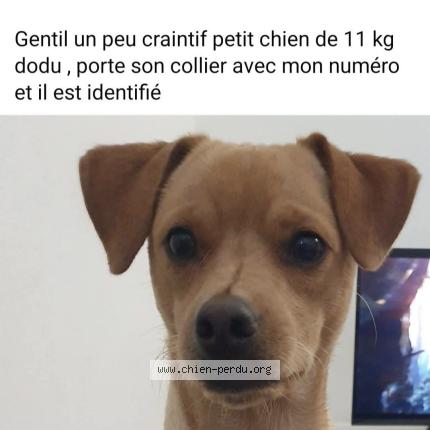 Photo 1/1 Tobi Chien lost in Amorots succos