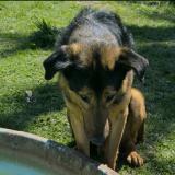 Picture of dog lost at D960 Les Bordes 36100