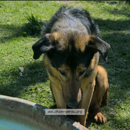 Photo 1/1 Marley Chien lost in D960 les bordes 36100