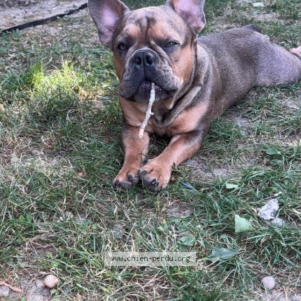 Photo 1/1 Titou VOLE Chien lost in Montesquieu