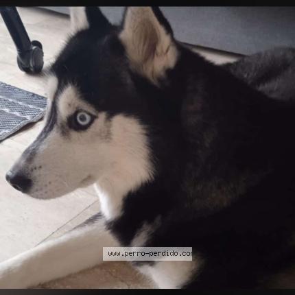 Photo 1/1 Found dog Found in Tomares