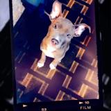 Picture of dog lost at Tulsa