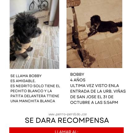 Photo 1/1 BOBBY Chien lost in Ica